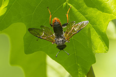 Giant birch sawfly  Geotagged,Spring,Trichiosoma triangulum,United States,giant birch sawfly