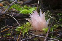 Gnome plant  Geotagged,Hemitomes congestum,Spring,United States