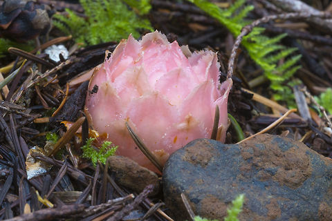 Gnome plant  Geotagged,Hemitomes congestum,Spring,United States