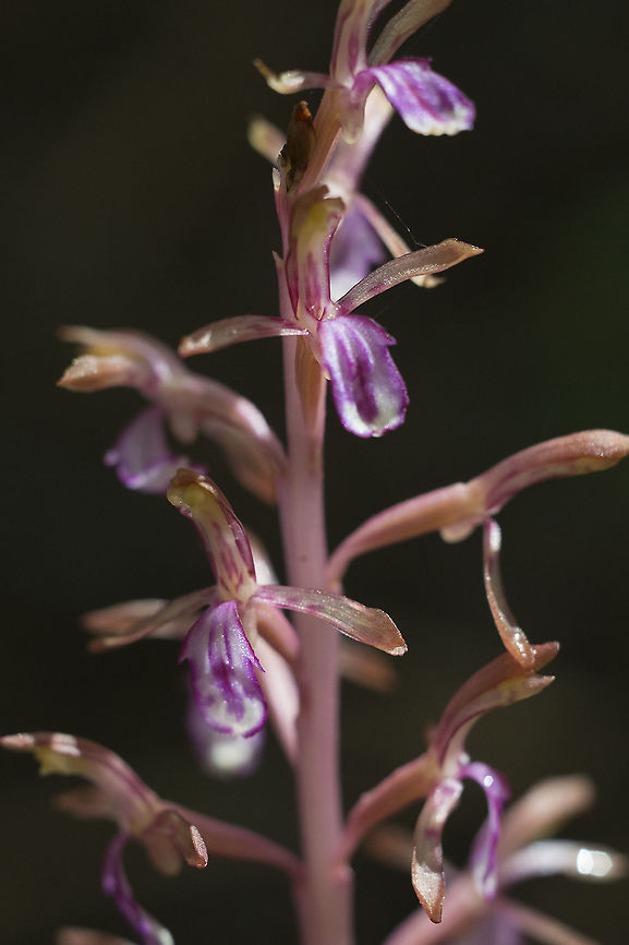 Pacific Coralroot  Corallorhiza mertensiana,Geotagged,Pacific coralroot,Spring,United States