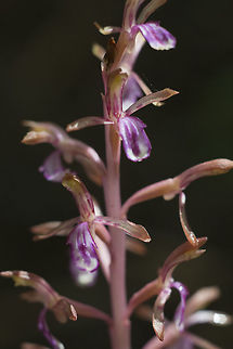 Pacific Coralroot  Corallorhiza mertensiana,Geotagged,Pacific coralroot,Spring,United States