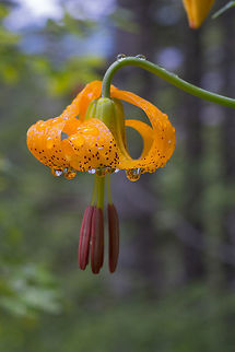 Columbia lily  Columbia Lily,Geotagged,Lilium columbianum,Spring,United States