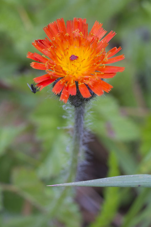 Orange hawkweed introduced Geotagged,Pilosella aurantiaca,Spring,United States