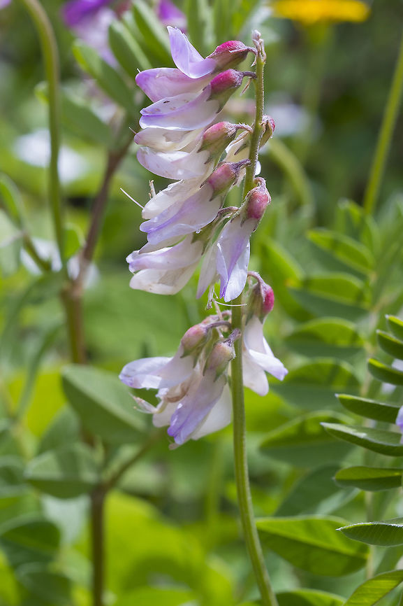 Leafy pea  Geotagged,Lathyrus polyphyllus,Spring,United States