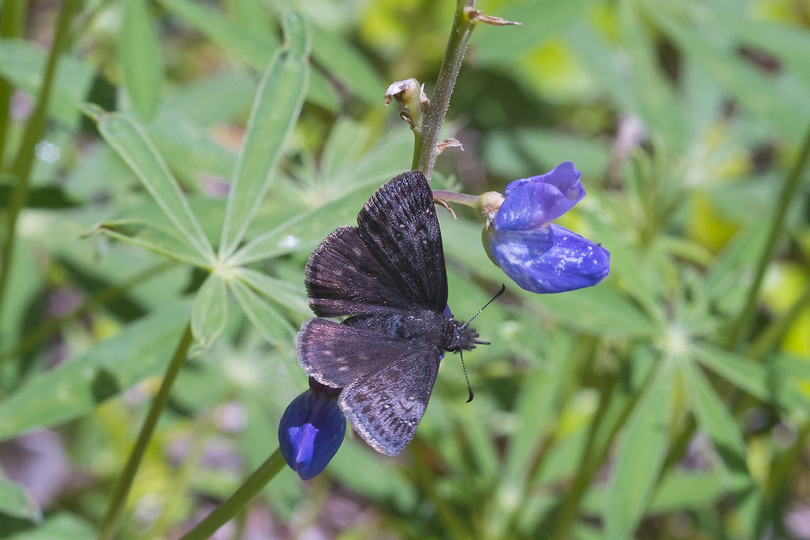 Black and blue skipper working on an ID, but I&#039;m pretty sure, at least, that it is a skipper and thinking that it is more specifically a duskywing. I believe this is a Persius duskywing. There are two other species that look identical and can only be separated by microscopic evaluation, but fortunately for me, their ranges don&#039;t cover this area. Erynnis persius,Geotagged,Persius Duskywing,Spring,United States