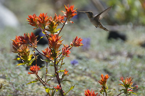 Rufous hummingbird - female yipee - I got a hummingbird in flight Geotagged,Rufous Hummingbird,Selasphorus rufus,Summer,United States