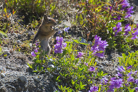 Flowers are yummy a golden mantled ground squirrel enjoys a snack of lupine Callospermophilus saturatus,Cascade golden-mantled ground squirrel,Geotagged,Summer,United States