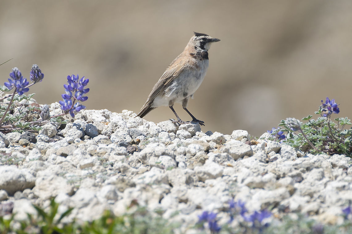 Horned Lark - female  Eremophila alpestris,Geotagged,Shore Lark,Summer,United States