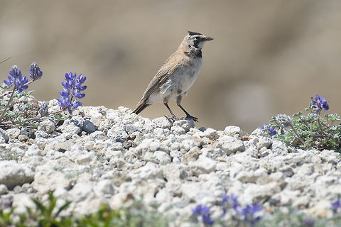 Horned Lark - female  Eremophila alpestris,Geotagged,Shore Lark,Summer,United States