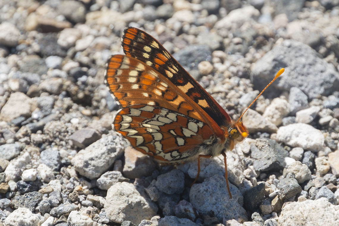 Euphydryas colon I&#039;m pretty sure this is an E. colon - but I&#039;m not sure if there is a consensus on whether or not colon is a checkerspot species or just a subspecies of chalcedon&hellip; Wildflower? Geotagged,Summer,United States