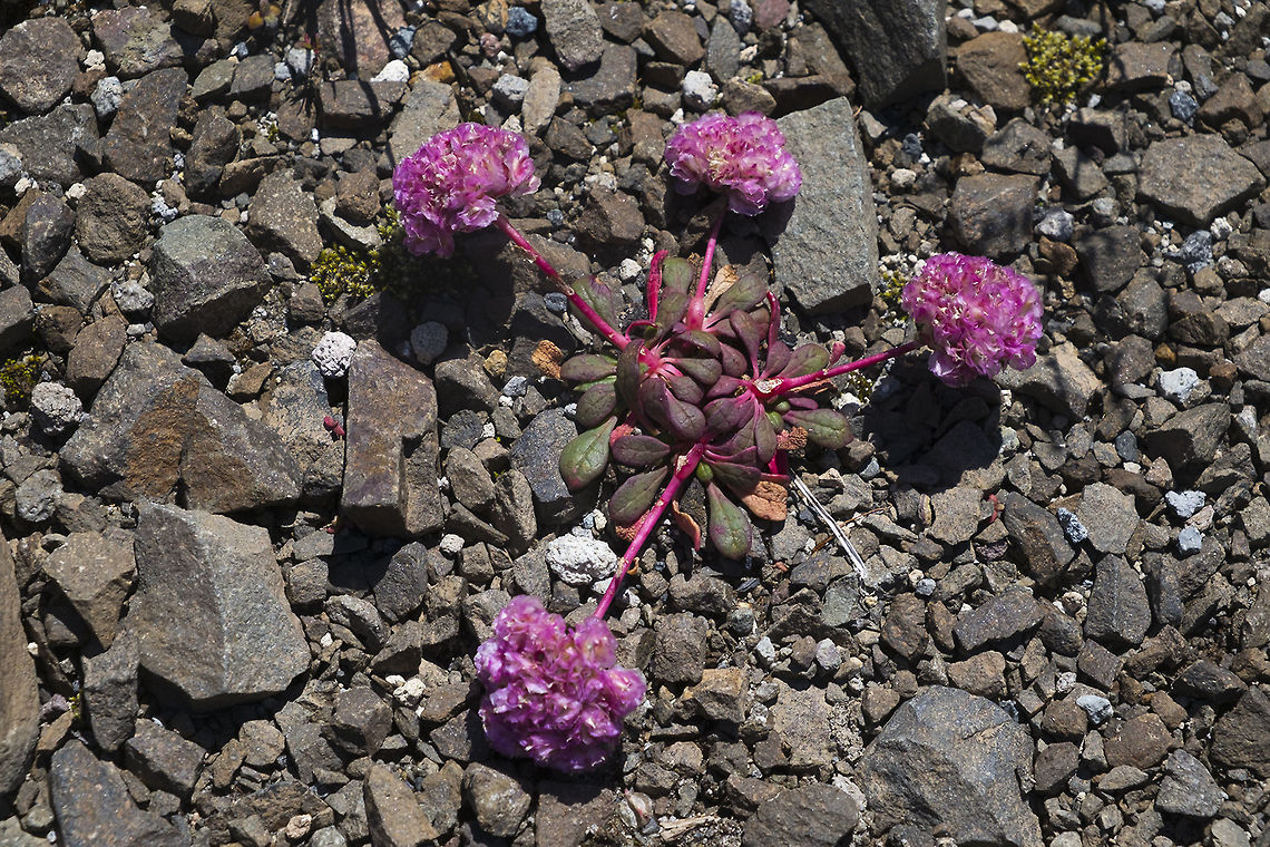 Mt. Hood Pussypaws  Cistanthe umbellata,Eriogonum pyrolifolium,Geotagged,Mount Hood pussypaws,Summer,United States