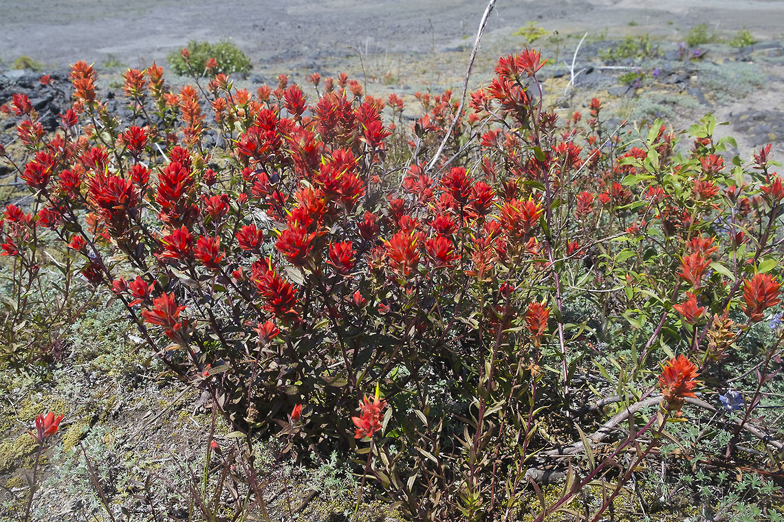 Wenatchee Indian Paintbrush the hummingbirds were quite enjoying the profuse blooming of this paintbrush - there were hundreds if not thousands of them swooping, diving and squabbling over who's flowers they were Castilleja angustifolia,Geotagged,Summer,United States
