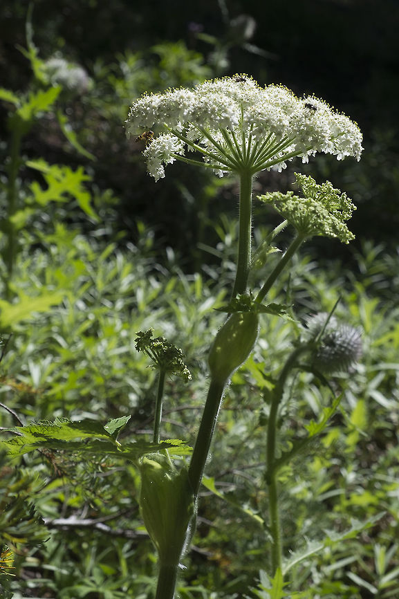 Cow Parsnip  Cow Parsnip,Geotagged,Heracleum maximum,Summer,United States