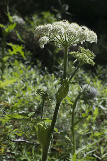 Cow Parsnip  Cow Parsnip,Geotagged,Heracleum maximum,Summer,United States