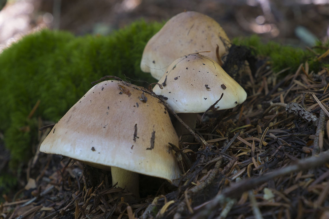 Two toned mushrooms  Geotagged,Summer,Tricholoma intermedium,United States