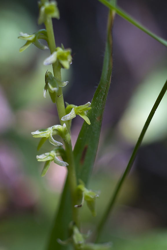 Alaska Rein Orchid  Geotagged,Piperia unalascensis,Summer,United States