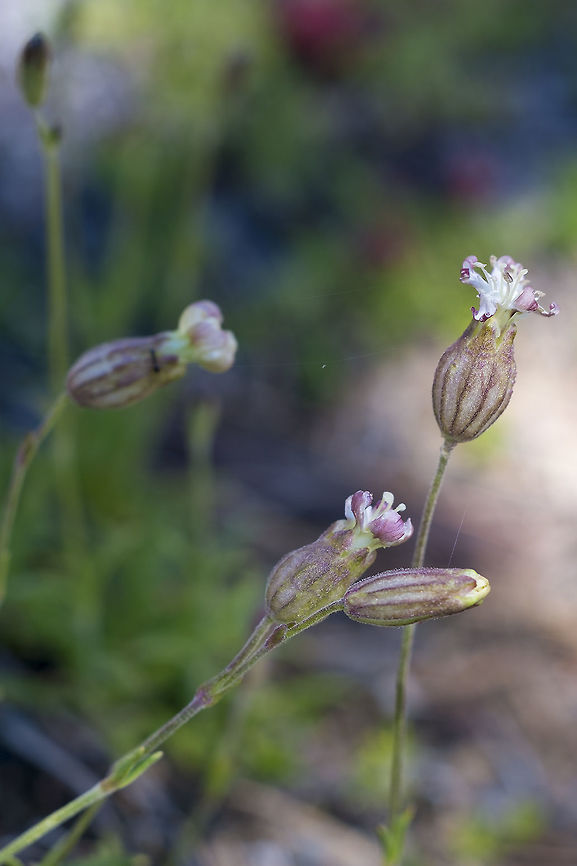 Douglas' Catchfly  Douglas's catchfly,Geotagged,Silene douglasii,Summer,United States