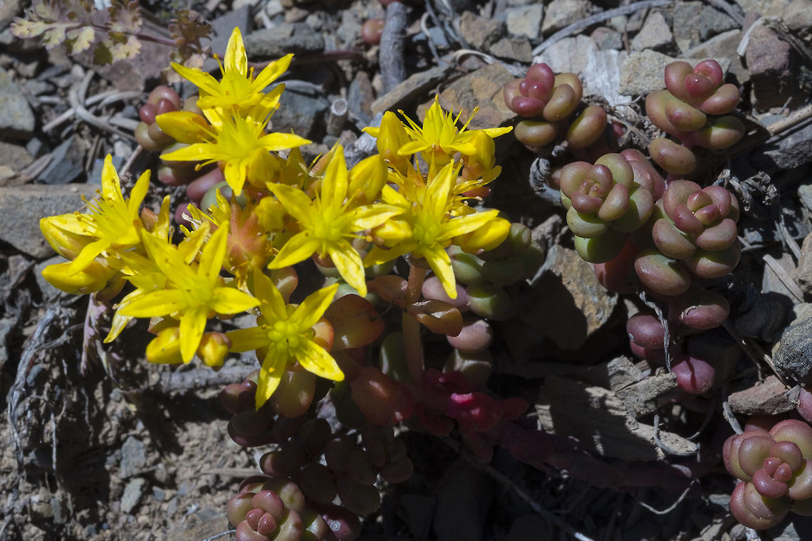 Spreading stonecrop  Geotagged,Sedum divergens,Summer,United States