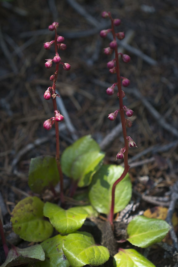 Pink wintergreen  Geotagged,Pyrola asarifolia,Summer,United States