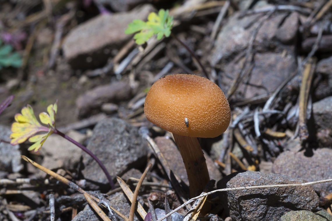 Laccaria proxima  Geotagged,Laccaria proxima,Scurfy Deceiver,Summer,United States