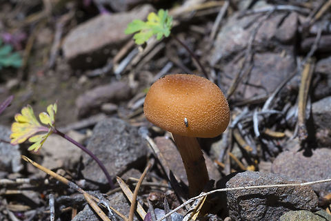 Laccaria proxima  Geotagged,Laccaria proxima,Scurfy Deceiver,Summer,United States