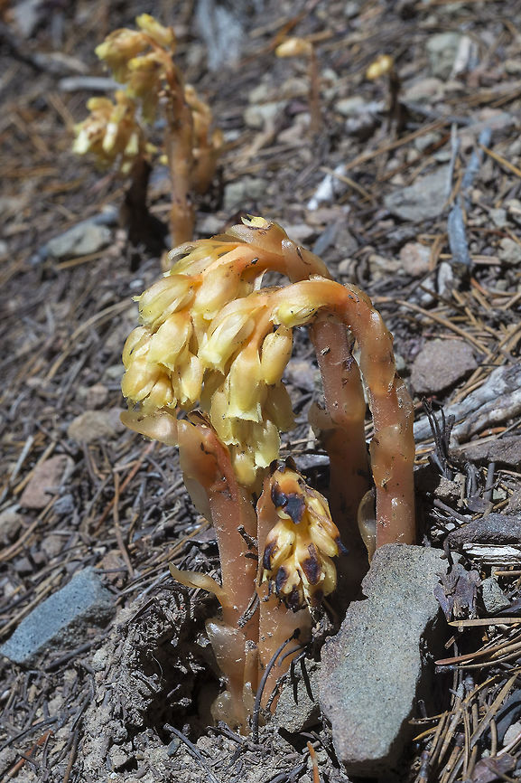 Pinesap these guys were growing out in the full sun - unusual for these plants which don&#039;t have chlorophyll Dutchman's pipe,Geotagged,Monotropa hypopitys,Summer,United States