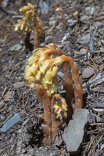 Pinesap these guys were growing out in the full sun - unusual for these plants which don't have chlorophyll Dutchman's pipe,Geotagged,Monotropa hypopitys,Summer,United States