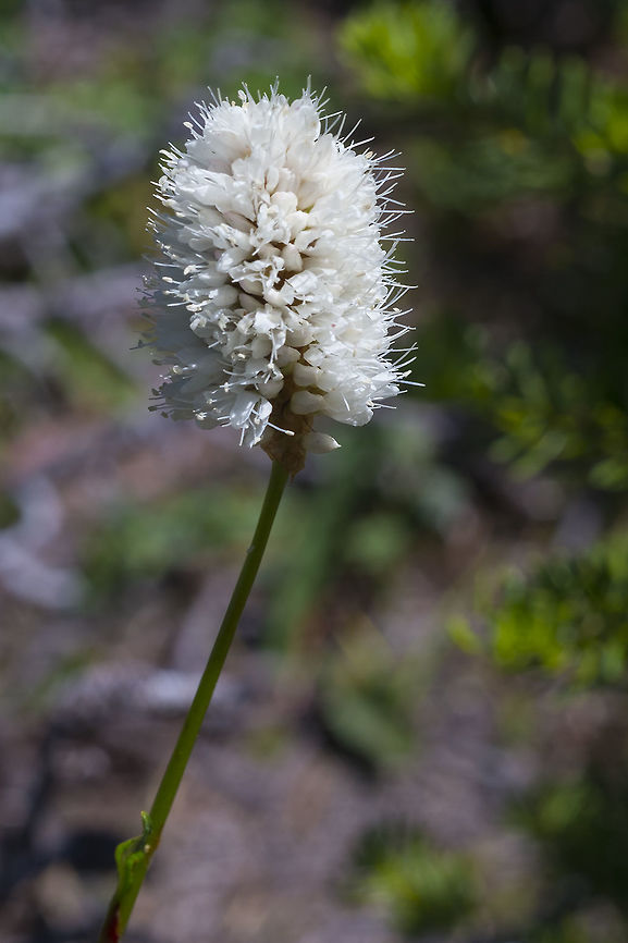 American bistort  Bistorta bistortoides,Geotagged,Summer,United States