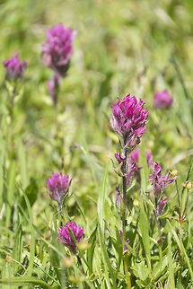Pink paintbrush  Castilleja parviflora,Geotagged,Mountain Indian paintbrush,Summer,United States
