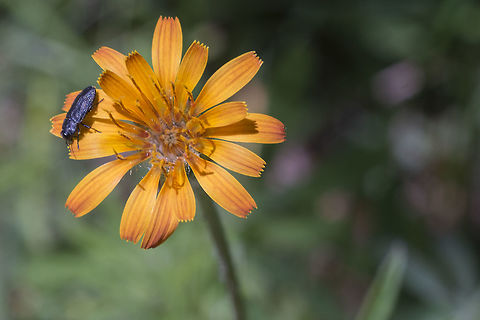 Orange Agoseris with a bonus black beetle Agoseris aurantiaca,Geotagged,Mountain Dandelion,Summer,United States