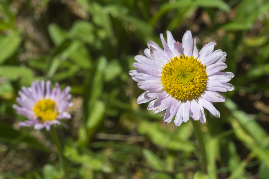 Subalpine fleabane  Erigeron glacialis,Geotagged,Summer,United States