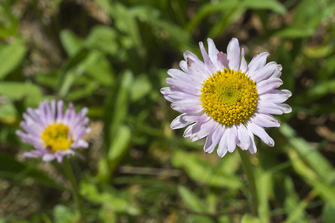 Subalpine fleabane  Erigeron glacialis,Geotagged,Summer,United States