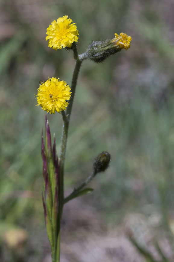 Slender hawkweed  Geotagged,Hieracium triste,Summer,United States