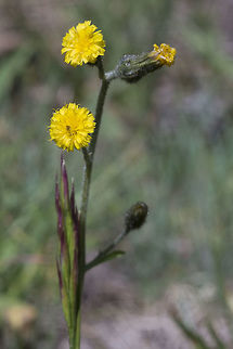Slender hawkweed  Geotagged,Hieracium triste,Summer,United States