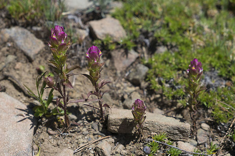Mountain owl-clover  Geotagged,Orthocarpus imbricatus,Summer,United States