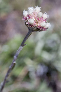 Rosy pussytoes  Antennaria rosea,Geotagged,Summer,United States