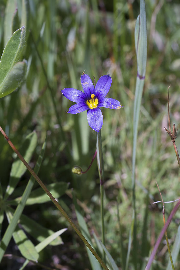 Idaho blue eyed grass  Geotagged,Sisyrinchium idahoense,Summer,United States