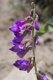 Western sweetvetch  Geotagged,Hedysarum occidentale,Summer,United States,Western sweetvetch