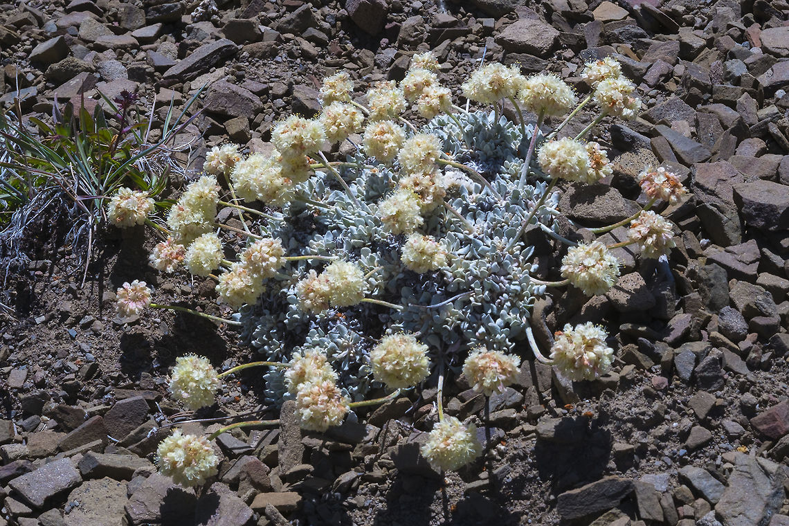 Cushion buckwheat  Eriogonum ovalifolium,Geotagged,Summer,United States