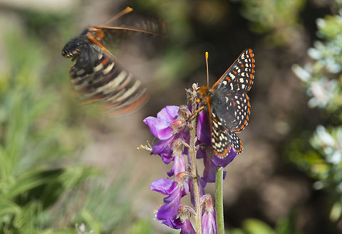 checkerspot mating rituals  Euphydryas chalcedona,Geotagged,Summer,United States,Variable checkerspot