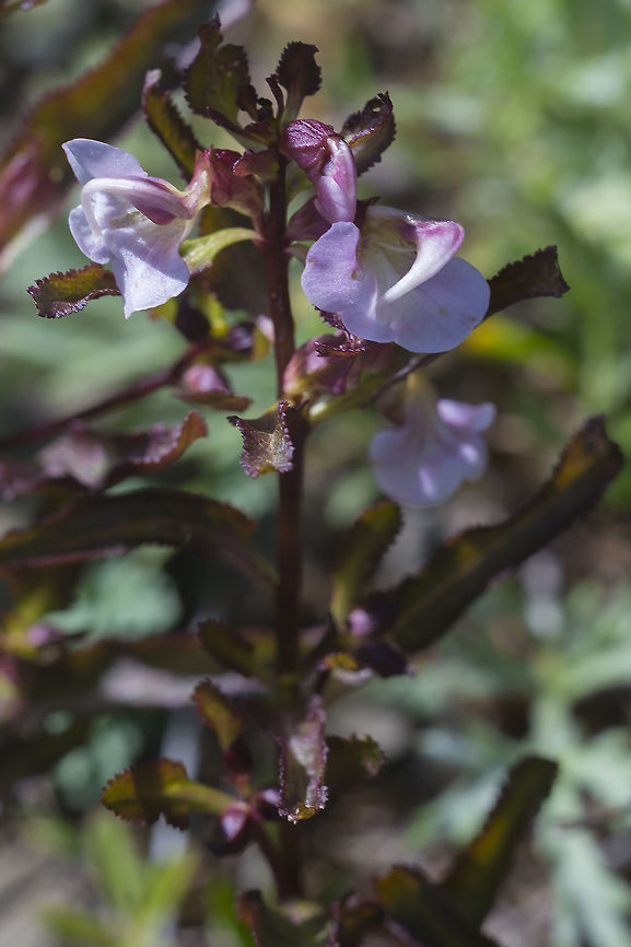 Bird's beak lousewort  Bird's-Beak Lousewort,Geotagged,Pedicularis ornithorhyncha,Summer,United States