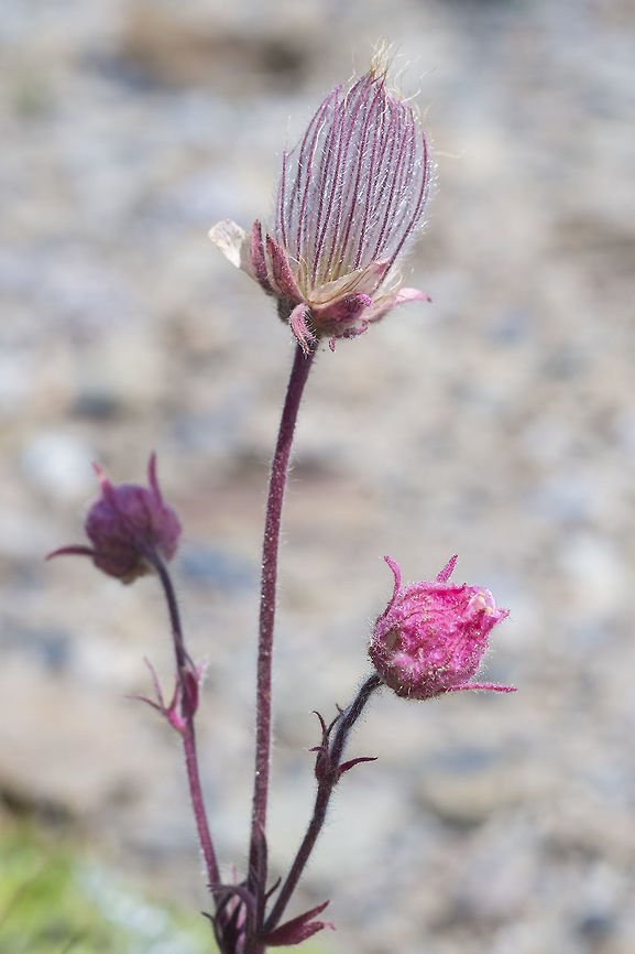 Prairie smoke  Geotagged,Geum triflorum,Summer,United States