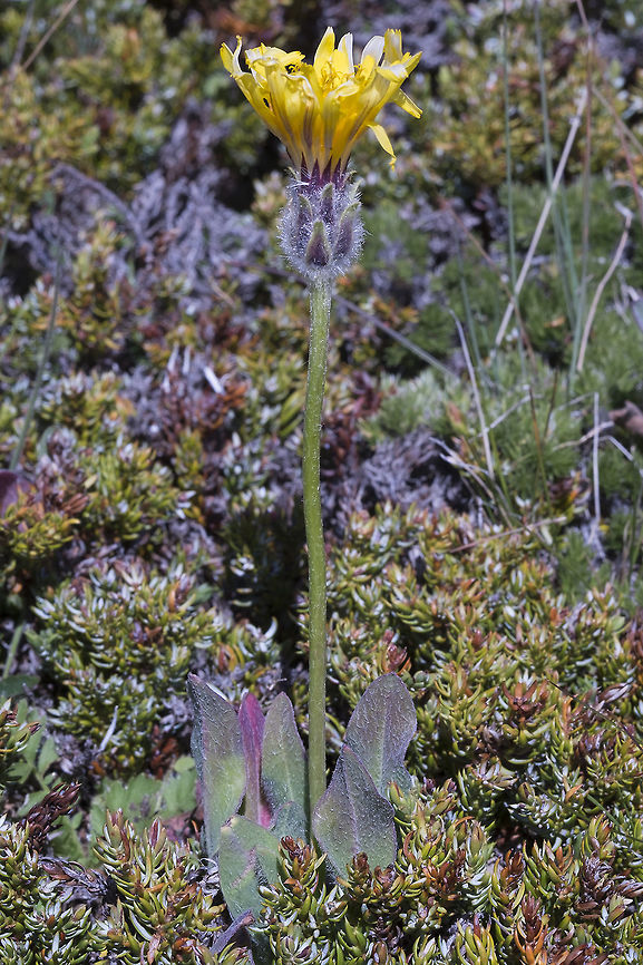 Pale agoseris  Agoseris glauca,Geotagged,Summer,United States