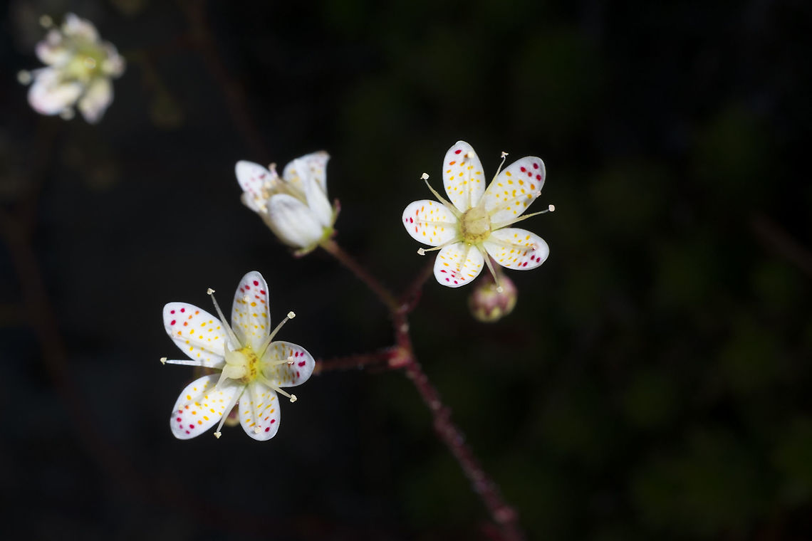 Spotted saxifrage I just can&#039;t get enough of these beautiful little flowers. Geotagged,Olympic National Park,Saxifraga bronchialis,Spotted Saxifrage,Summer,United States,Washington state,flower,flowers