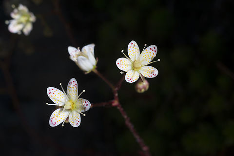 Spotted saxifrage I just can't get enough of these beautiful little flowers. Geotagged,Olympic National Park,Saxifraga bronchialis,Spotted Saxifrage,Summer,United States,Washington state,flower,flowers