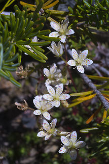 Spotted saxifrage Here's a view that gives a better idea of just how small these little guys are Geotagged,Olympic National Park,Saxifraga bronchialis,Spotted Saxifrage,Summer,United States,Washington state,flower,flowers