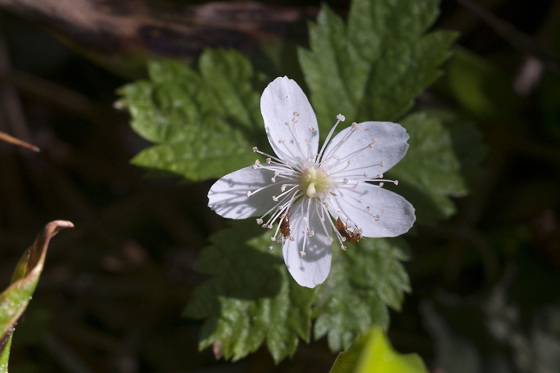 Dwarf bramble with a few tiny pollinators Geotagged,Olympic National Park,Rubus lasiococcus,Summer,United States,Washington state,flower,nature,plant