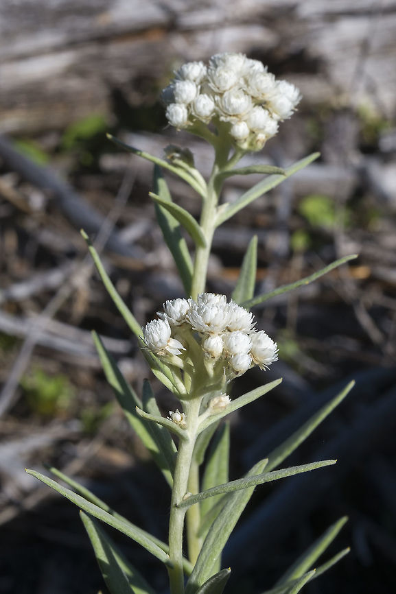Western pearly everlasting  Anaphalis margaritacea,Geotagged,Olympic National Park,Summer,United States,Washington state,West pearly everlasting,flower