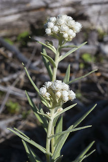 Western pearly everlasting  Anaphalis margaritacea,Geotagged,Olympic National Park,Summer,United States,Washington state,West pearly everlasting,flower