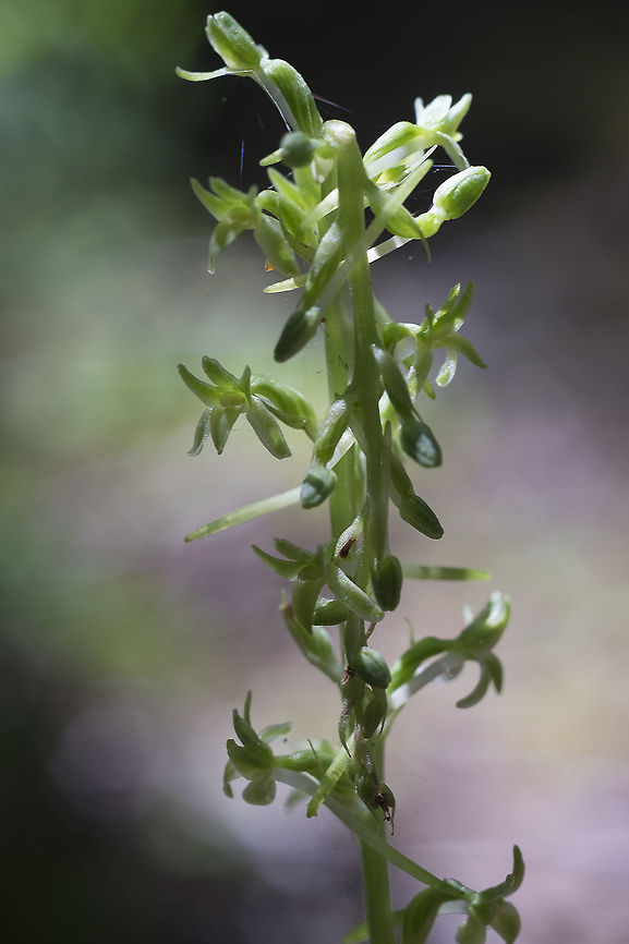 Dense flower rein orchid  Geotagged,Piperia elongata,Summer,United States